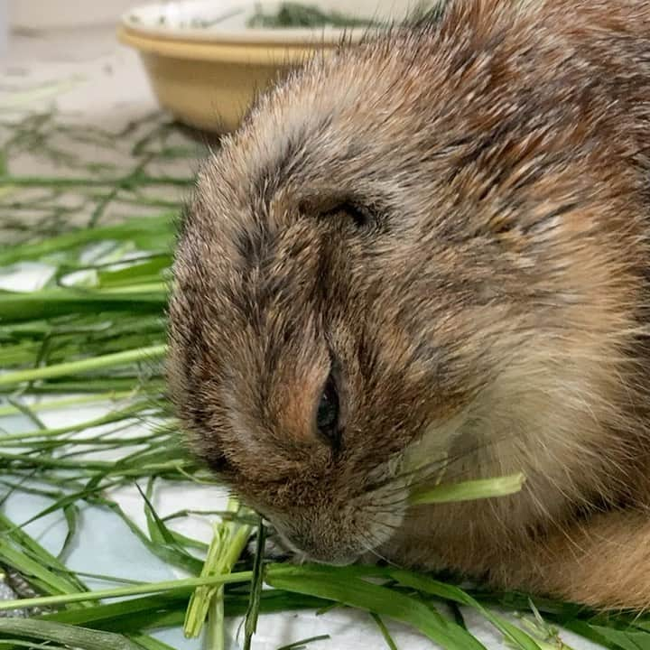 cocoのインスタグラム：「わーい ちょっと食べた😊 茎が好きなようです #Sobaちゃん」