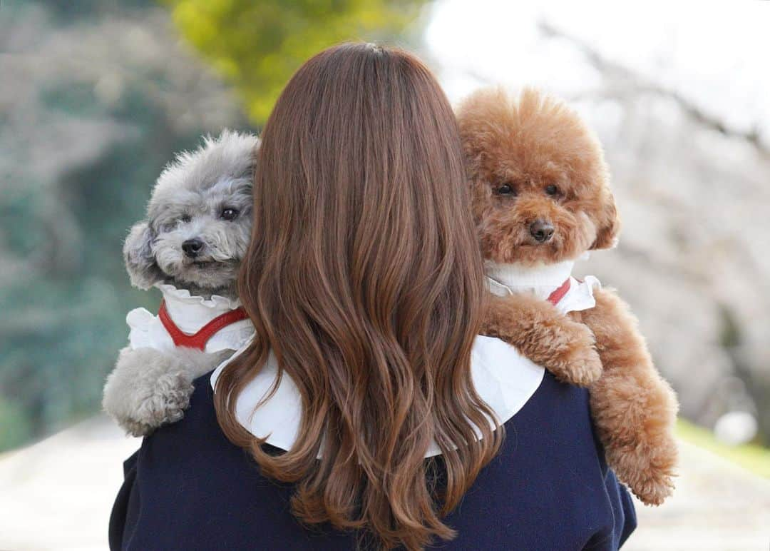 照井和希のインスタグラム：「My love @kumamochuyu 🐻🐨🌸  『 私のすべて 』  この写真ずっと撮りたかったんだ📸🥰  ⋱⋰ ⋱⋰ ⋱⋰ ⋱⋰ ⋱⋰ ⋱⋰ ⋱⋰ ⋱⋰ ⋱⋰ ⋱⋰ ⋱⋰ ⋱⋰  #トイプードル #保護犬 #保護犬を家族に #元繁殖犬 #トイプードルシルバー #といぷー #いぬすたぐらむ #保護犬カフェ卒業生 #インクライン #蹴上インクライン #京都 #一眼レフ #カメラ初心者 #家族」