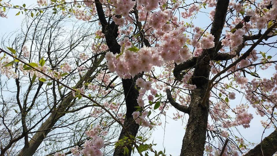 水戸悠夏子さんのインスタグラム写真 - (水戸悠夏子Instagram)「母からの桜通信2022。  毎年この季節になると、慣れない携帯カメラで通勤途中の桜の写真を送ってくれる母。癒し。  （写真、上達してる気がする・・・！）」4月15日 16時38分 - mitoyukako