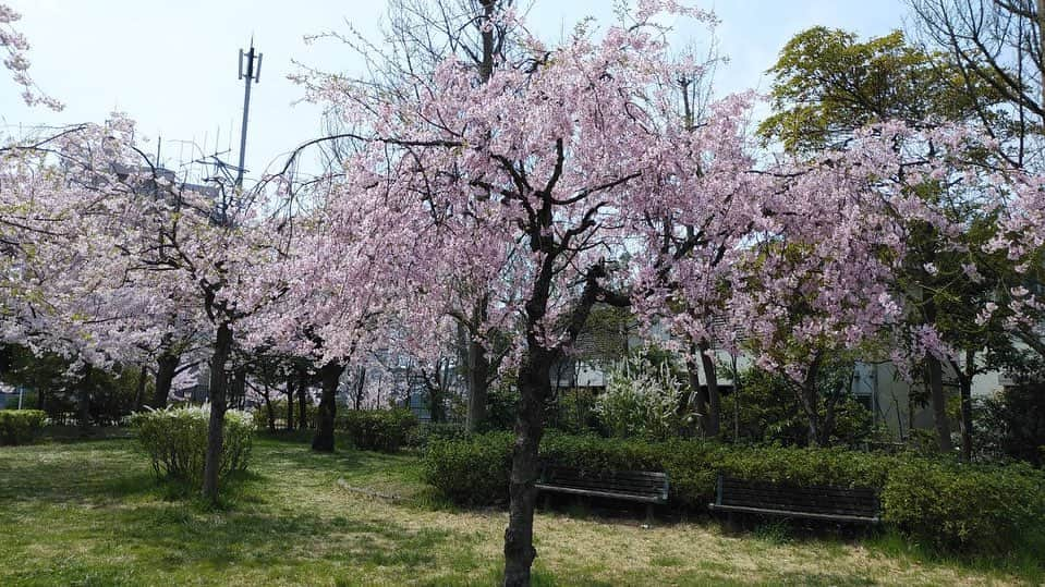 水戸悠夏子さんのインスタグラム写真 - (水戸悠夏子Instagram)「母からの桜通信2022。  毎年この季節になると、慣れない携帯カメラで通勤途中の桜の写真を送ってくれる母。癒し。  （写真、上達してる気がする・・・！）」4月15日 16時38分 - mitoyukako