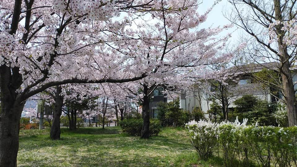 水戸悠夏子さんのインスタグラム写真 - (水戸悠夏子Instagram)「母からの桜通信2022。  毎年この季節になると、慣れない携帯カメラで通勤途中の桜の写真を送ってくれる母。癒し。  （写真、上達してる気がする・・・！）」4月15日 16時38分 - mitoyukako