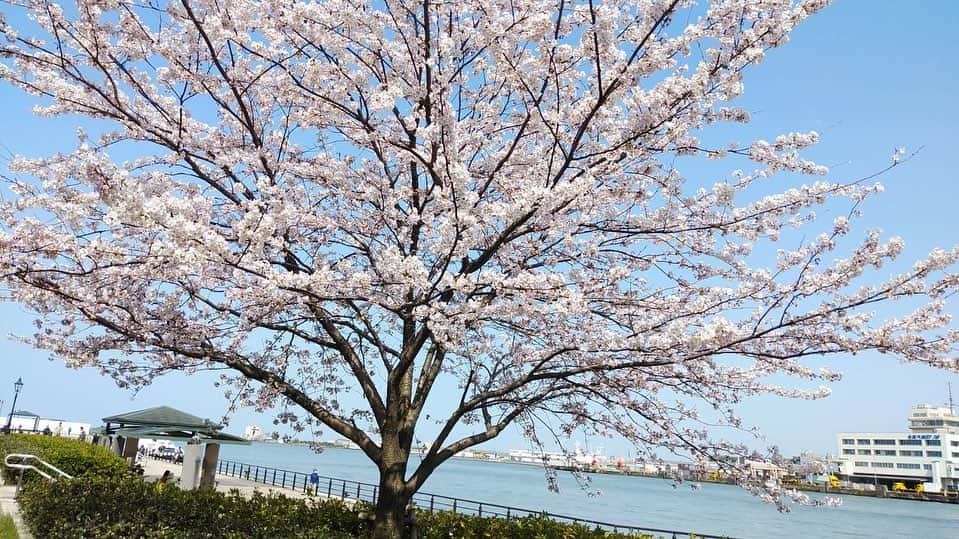 水戸悠夏子さんのインスタグラム写真 - (水戸悠夏子Instagram)「母からの桜通信2022。  毎年この季節になると、慣れない携帯カメラで通勤途中の桜の写真を送ってくれる母。癒し。  （写真、上達してる気がする・・・！）」4月15日 16時38分 - mitoyukako