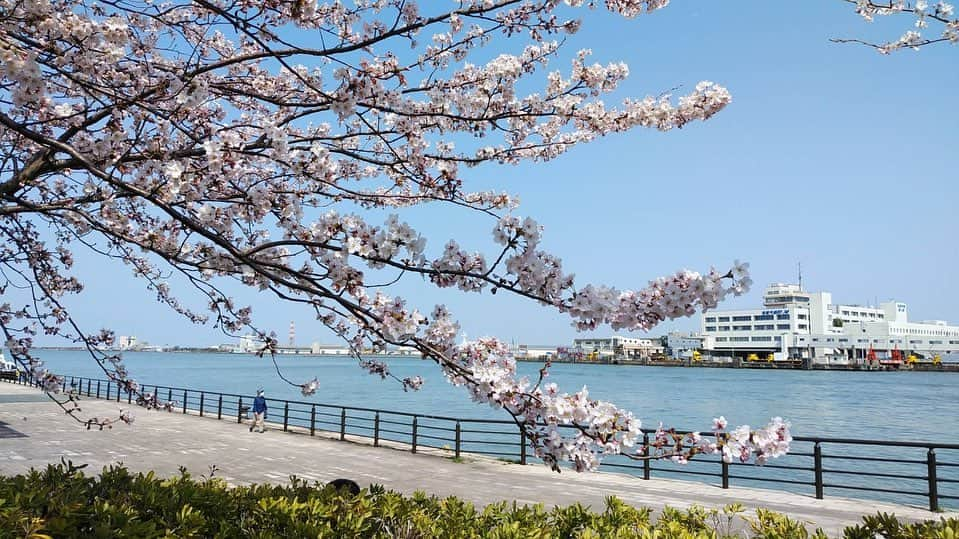 水戸悠夏子のインスタグラム：「母からの桜通信2022。  毎年この季節になると、慣れない携帯カメラで通勤途中の桜の写真を送ってくれる母。癒し。  （写真、上達してる気がする・・・！）」