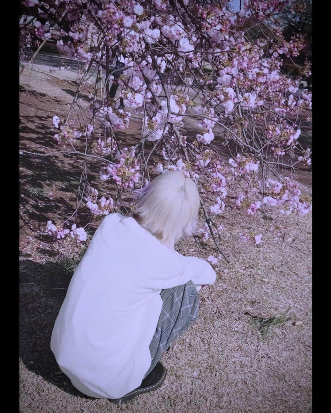 ゆきむら。さんのインスタグラム写真 - (ゆきむら。Instagram)「東京　桜」4月15日 20時12分 - 3456suzo