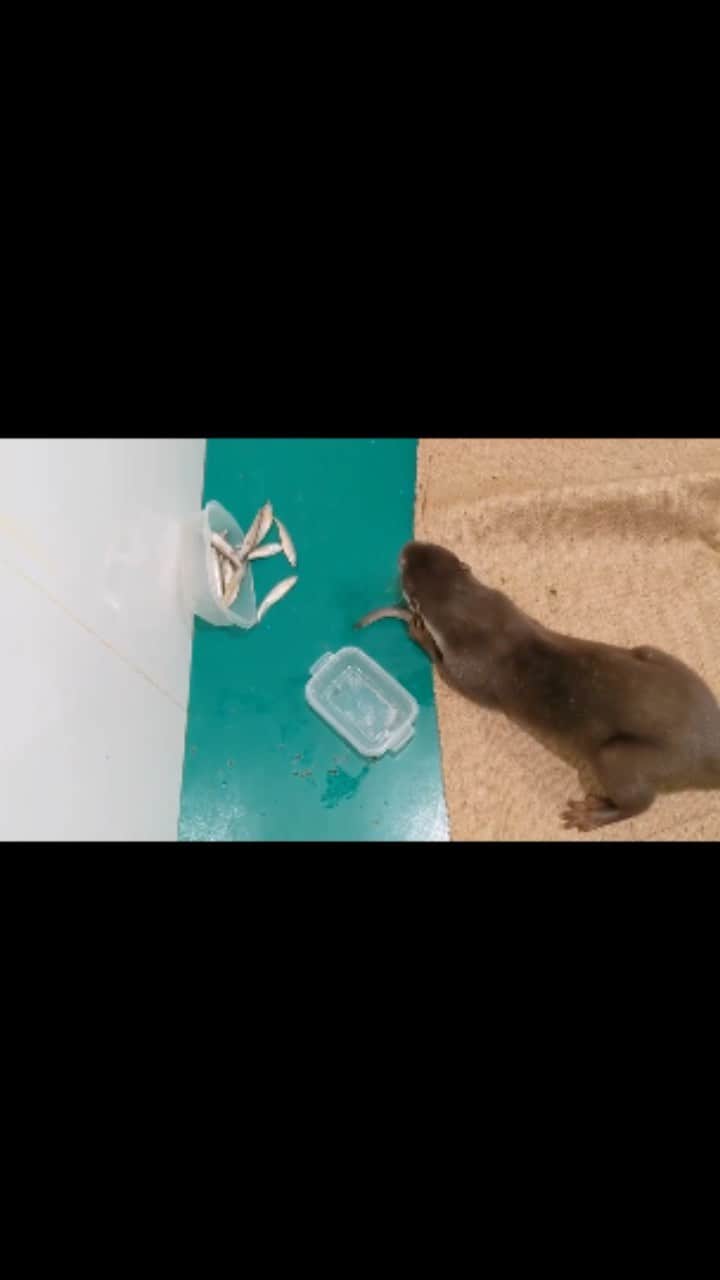 ちぃたん☆のインスタグラム：「やっぱりカワウソ達が好きな魚はこれだ。 This is the fish that otters like」