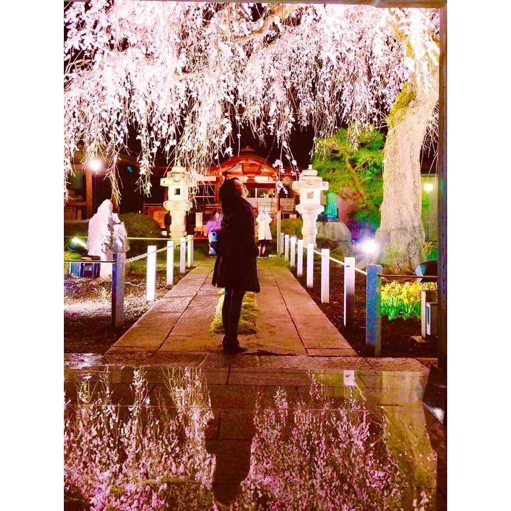 榎本温子のインスタグラム：「人生写真だなこれは  #茨城 #水戸 #花見 #桜 #しだれ桜 #Sakura  #安国寺」
