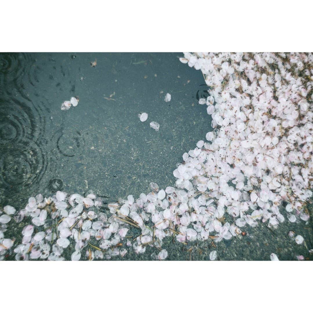 島袋美由利のインスタグラム：「. . 桜かなり散っちゃったねえ あなたの所はまだ桜咲いてる？ . . 最近 親戚のおばあちゃんから野菜が送られてくる頻度があがってきたのでちょくちょくお料理をするようになったんだけどね、何かリクエストある？笑 私が作って私が食べるだけだけど。 . いつもカレーとか肉じゃがばっかり作って食べてるから何かご意見いただきたいなあ。 .」