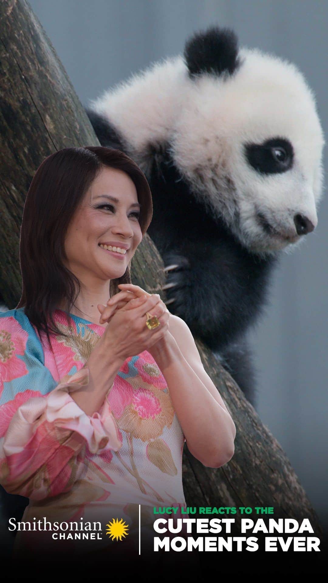 ルーシー・リューのインスタグラム：「These adorable pandas at @smithsonianzoo do their own stunts!  For more panda facts and fun, watch the new documentary The Miracle Panda, narrated by yours truly @lucyliu! Premieres Wednesday, April 20th at 8/7c only on @smithsonian_channel」