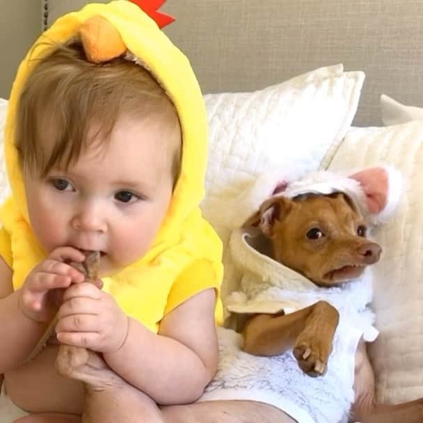 Tuna {breed:chiweenie} のインスタグラム：「On this Good Friday, here is an endearing #flashbackfriday video of a an adorable, little chicken nibbling on a consenting bunny’s toes. 🐥🐇」