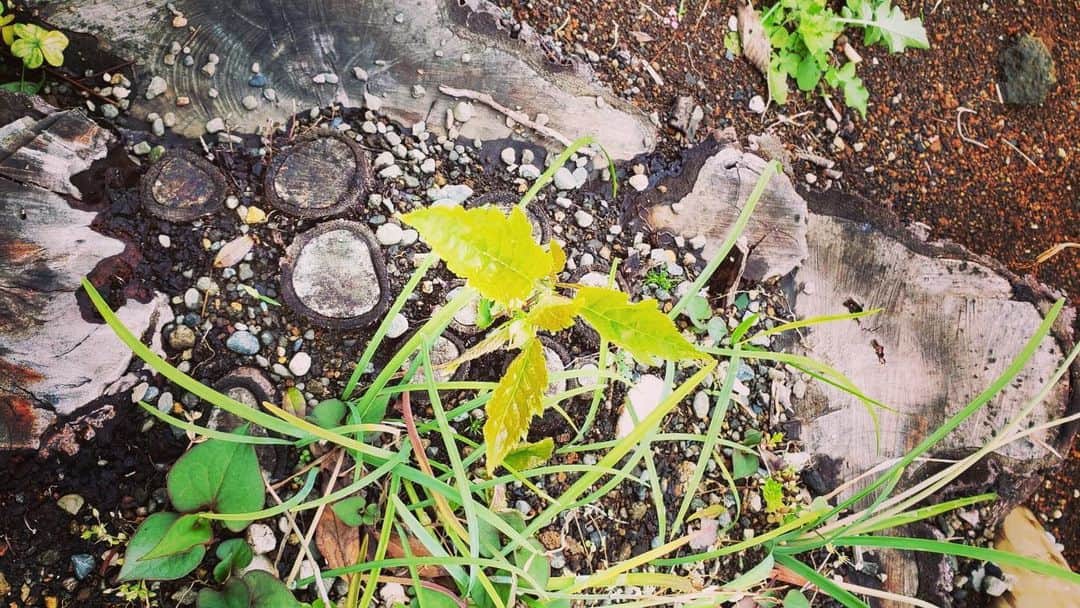 花柳凜のインスタグラム：「実家の庭の桜。安全のために泣く泣く切るしかなかった。 生まれた時からあったから、すごく寂しかった。 でもなんと！根元まで深く切った切り株から新芽が出てきた！🌱 きっとまた何年かしたら花が咲く🌸 皆さんにも力強い若葉のエネルギー、届け！」