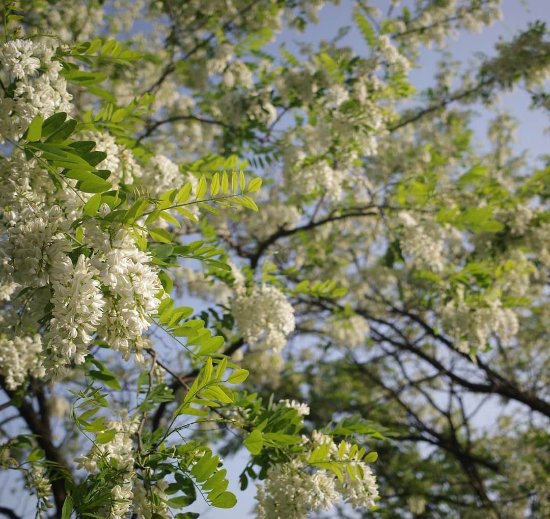 内山理名さんのインスタグラム写真 - (内山理名Instagram)「🌿🕊✨  この木に咲く白い花　とても良い香りで。  お散歩が気持ちいい季節ですね。  今日は牡牛座の新月。  #newmoon」5月1日 10時47分 - rinauchiyama_official