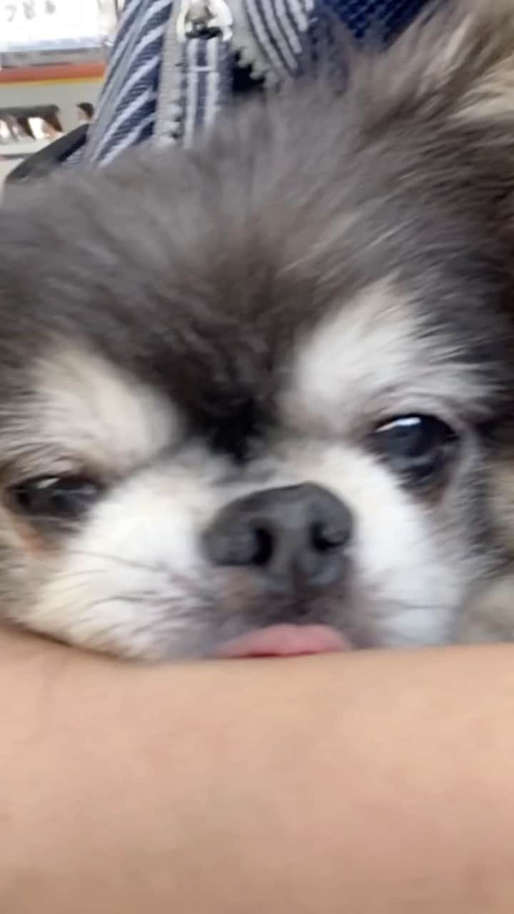 Yukiのインスタグラム：「ラズ爺あかちゃんの日常🐶🥖 #ラズおじいさん#100%可愛い」