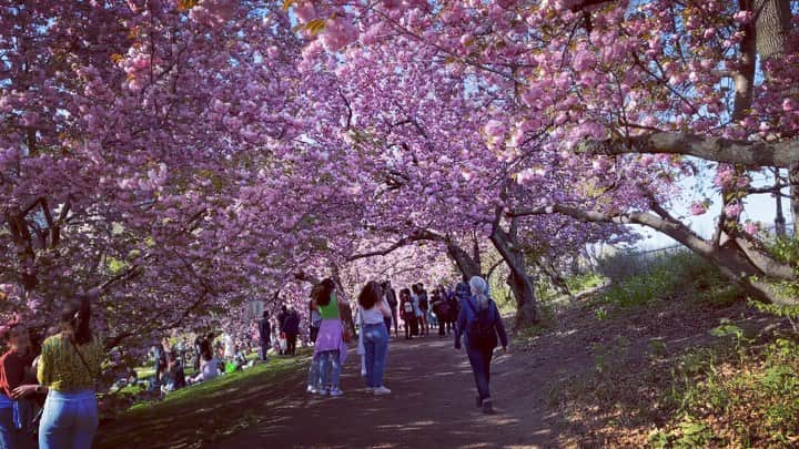 トヴァ・フェルドシャーのインスタグラム：「New York Central Park in full bloom for all of us!」
