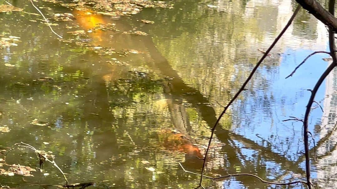 JULIEN D'YSのインスタグラム：「HAPPY FIRST AU MAI 🍀Moment of peace #centralpark #koi and bird’s things ❤️🤍💛 30 avril 2022 🌞in the heart of New York 🍎」