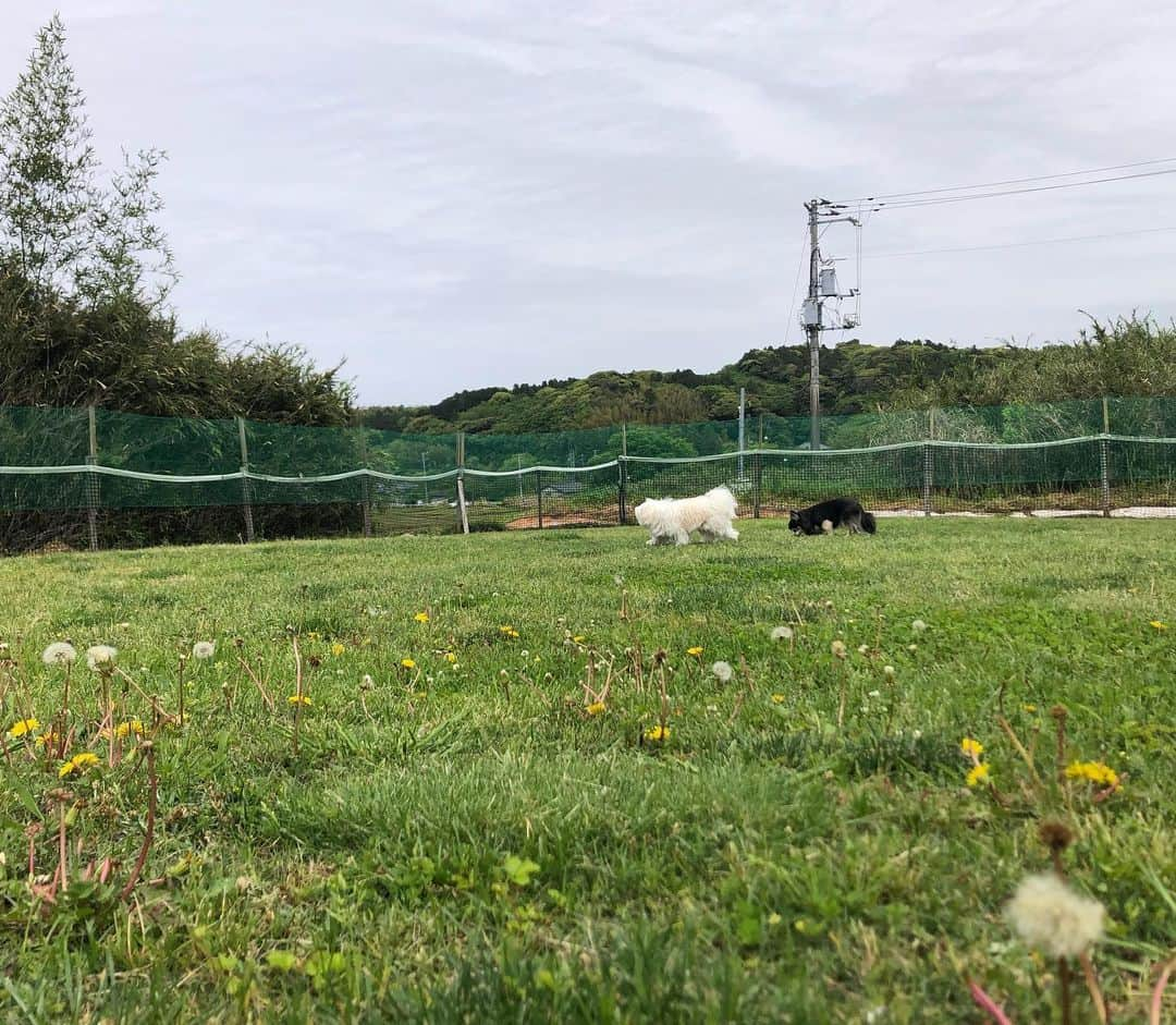 小野真弓さんのインスタグラム写真 - (小野真弓Instagram)「おはようございます😆☁️🌸 ハルくんです🐶🐾  おり様、、 復活宣言＼(^ω^)／✨  とうとう、膵炎をやっつけてやったのだ😤 三週間、、 長いたたかいだったぜぇ、、😞  みなちゃま、 応援してくれてありがとう😢💓  おかーさん！！！ ぼくの3週間分のご飯を〜 全部くれ😋一気に食べてやるのだ😤 あさんぽも連れてってやるよ🍀  おり様についてくるのだーーー わんわわーん😆🐾  #チワマル#ハルくん #復活#膵炎#体力回復がんばろね #ご飯も少しづつね #気持ちだけは完全復活#大騒ぎ #リハビリ期間 🐾 #チワワ#ハナちゃん#のんびりシニア犬 #雑種猫兄妹#アオナナ #お泊まりにゃんこ#ちりんくん #庭#白薔薇#あさんぽ #お仕事かーさん#取材 🌸🌼🌺 どこに行ってもお花が綺麗✨ カラフルな季節(*´꒳`*) 我が家は白薔薇満開です☺️」5月1日 6時43分 - hanaharuaroi