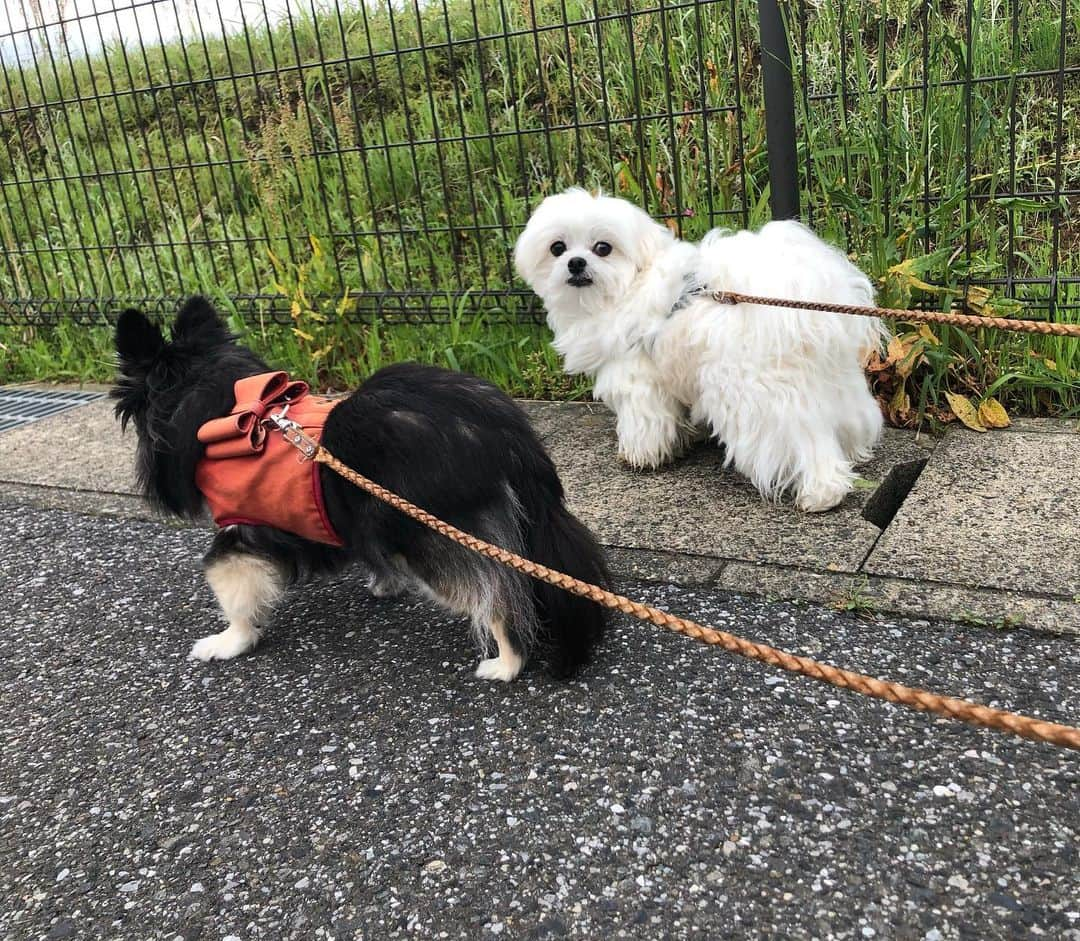 小野真弓さんのインスタグラム写真 - (小野真弓Instagram)「おはようございます😆☁️🌸 ハルくんです🐶🐾  おり様、、 復活宣言＼(^ω^)／✨  とうとう、膵炎をやっつけてやったのだ😤 三週間、、 長いたたかいだったぜぇ、、😞  みなちゃま、 応援してくれてありがとう😢💓  おかーさん！！！ ぼくの3週間分のご飯を〜 全部くれ😋一気に食べてやるのだ😤 あさんぽも連れてってやるよ🍀  おり様についてくるのだーーー わんわわーん😆🐾  #チワマル#ハルくん #復活#膵炎#体力回復がんばろね #ご飯も少しづつね #気持ちだけは完全復活#大騒ぎ #リハビリ期間 🐾 #チワワ#ハナちゃん#のんびりシニア犬 #雑種猫兄妹#アオナナ #お泊まりにゃんこ#ちりんくん #庭#白薔薇#あさんぽ #お仕事かーさん#取材 🌸🌼🌺 どこに行ってもお花が綺麗✨ カラフルな季節(*´꒳`*) 我が家は白薔薇満開です☺️」5月1日 6時43分 - hanaharuaroi