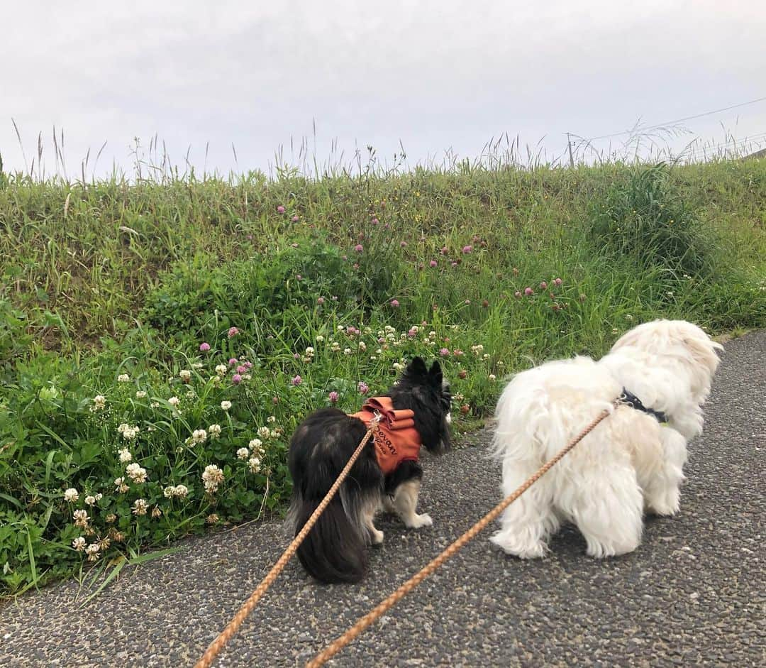 小野真弓さんのインスタグラム写真 - (小野真弓Instagram)「おはようございます😆☁️🌸 ハルくんです🐶🐾  おり様、、 復活宣言＼(^ω^)／✨  とうとう、膵炎をやっつけてやったのだ😤 三週間、、 長いたたかいだったぜぇ、、😞  みなちゃま、 応援してくれてありがとう😢💓  おかーさん！！！ ぼくの3週間分のご飯を〜 全部くれ😋一気に食べてやるのだ😤 あさんぽも連れてってやるよ🍀  おり様についてくるのだーーー わんわわーん😆🐾  #チワマル#ハルくん #復活#膵炎#体力回復がんばろね #ご飯も少しづつね #気持ちだけは完全復活#大騒ぎ #リハビリ期間 🐾 #チワワ#ハナちゃん#のんびりシニア犬 #雑種猫兄妹#アオナナ #お泊まりにゃんこ#ちりんくん #庭#白薔薇#あさんぽ #お仕事かーさん#取材 🌸🌼🌺 どこに行ってもお花が綺麗✨ カラフルな季節(*´꒳`*) 我が家は白薔薇満開です☺️」5月1日 6時43分 - hanaharuaroi