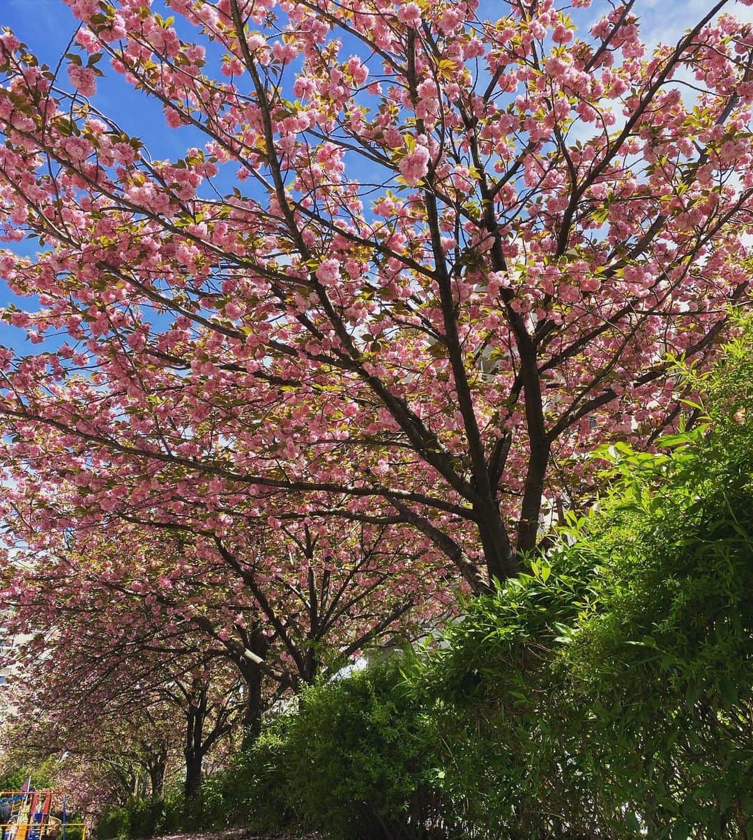 高岡早紀 さんのインスタグラム写真 - (高岡早紀 Instagram)「美しい季節。。 今日も良き日でした。。」4月16日 18時20分 - saki_takaoka