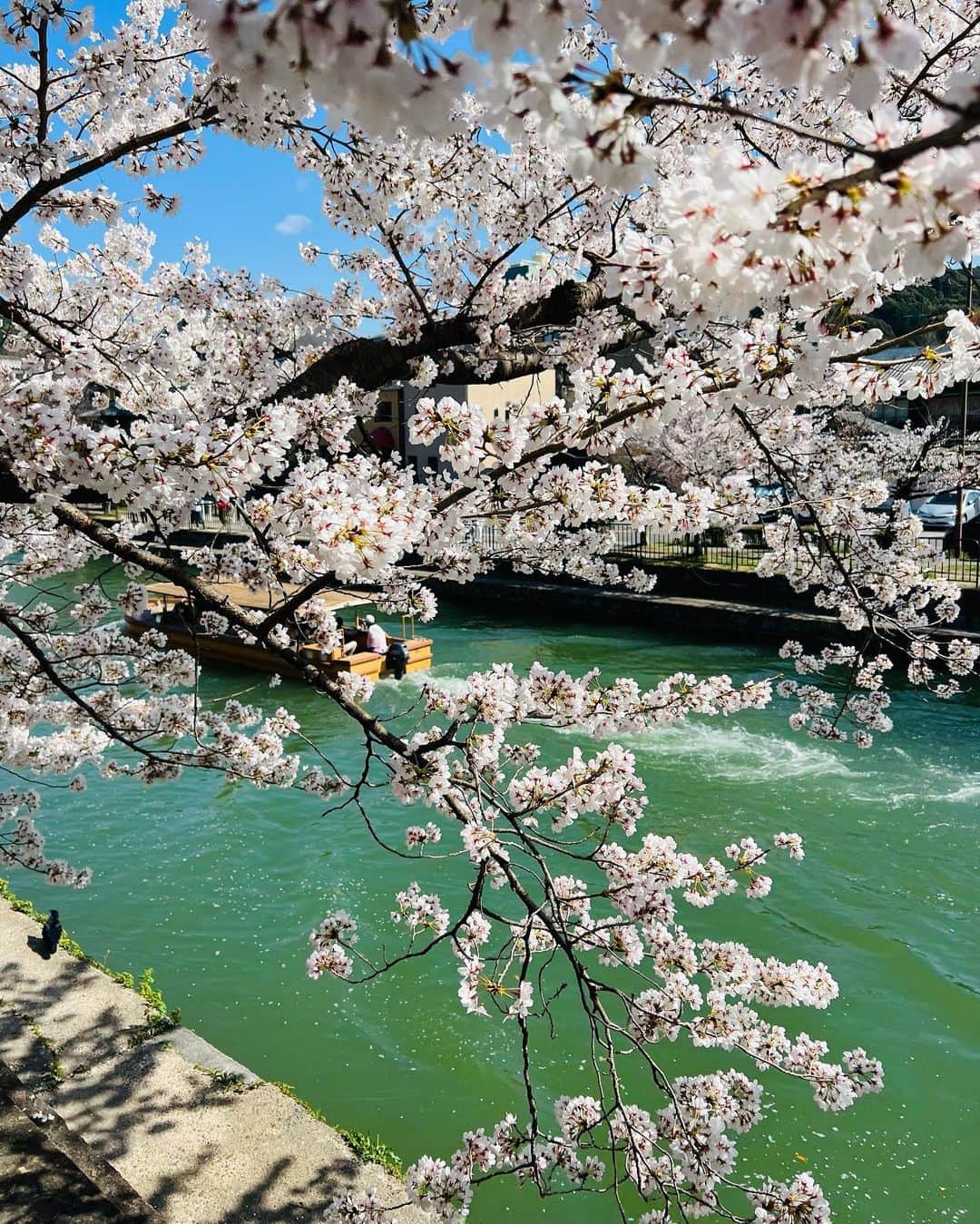 のインスタグラム：「桜満開の京都で見てきた「兵馬俑展」 明日のBreeze on Sundayで紹介します🌿 毎週日曜日朝9時〜11時　@fmcocolo765   #兵馬俑#京セラ美術館#京都#岡崎公園#kyoto#fmcocolo#八木早希」