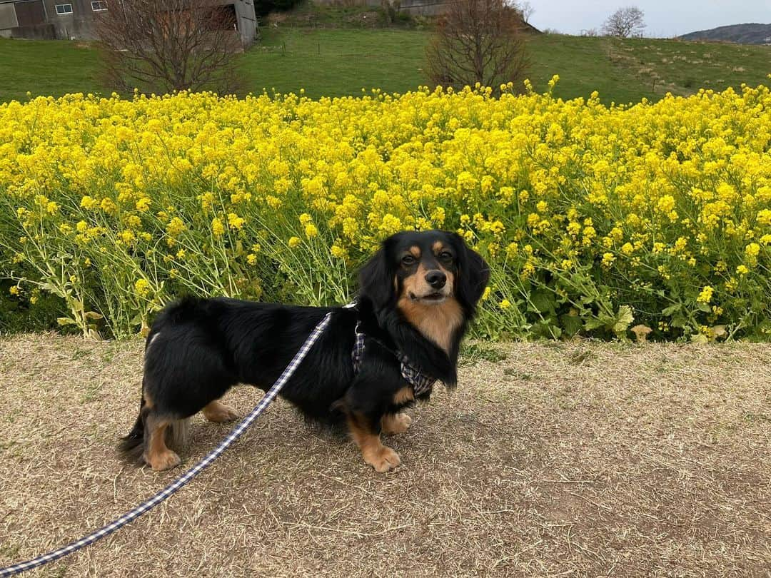 まささんのインスタグラム写真 - (まさInstagram)「菜の花🌼とソラ君🐶in淡路島花さじき　#犬 #いぬすたぐらむ #いぬのいる暮らし #いぬのきもち #ブラックタン #ミニチュアダックスフンド #dog #dogstagram #duckshund」4月16日 19時43分 - masayuki_n0119