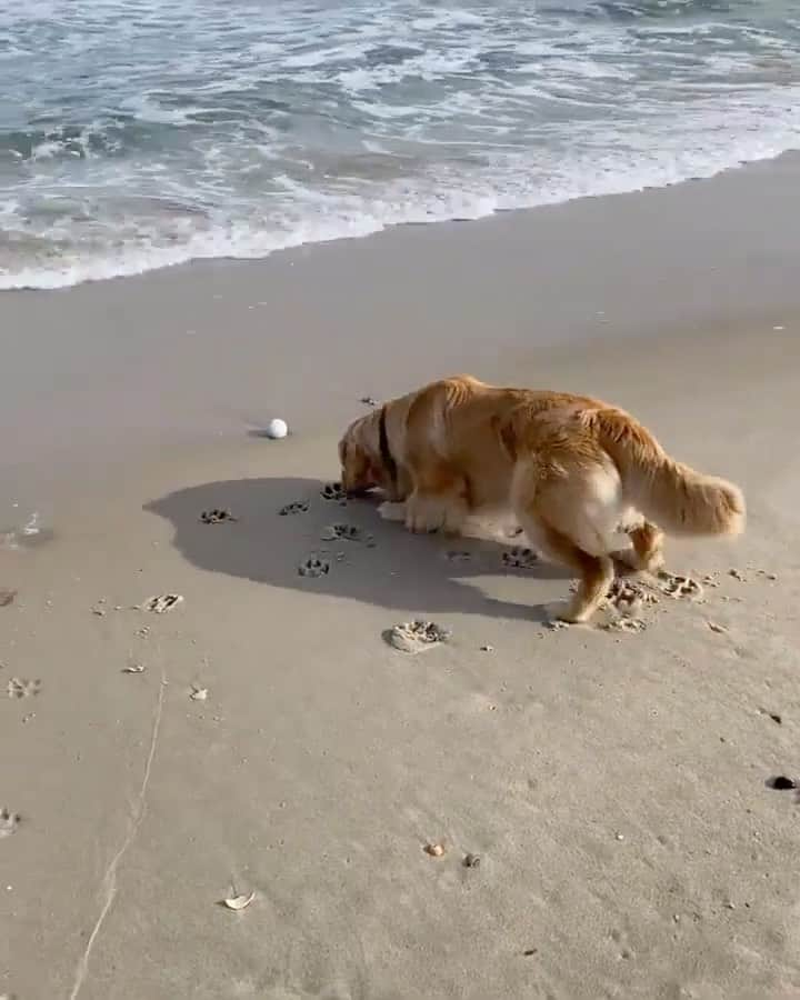 Daily The Best And Funniest Videosのインスタグラム：「Never give up on your dreams (or ballie in this case) 🎾😅🐾 Video by @hudsonbegood」