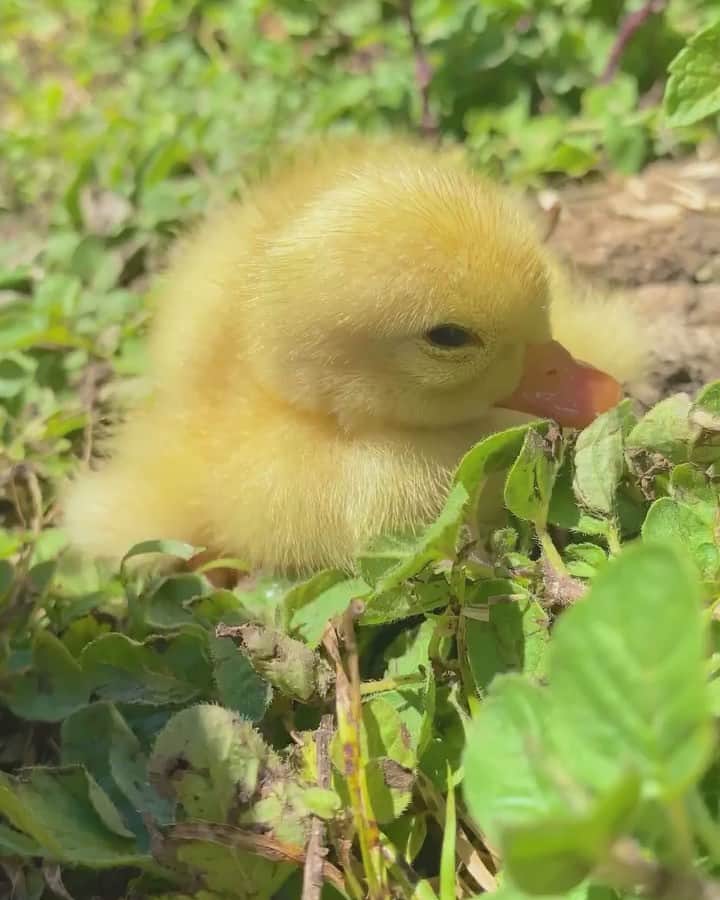 animals.coのインスタグラム：「Cute baby duckling 🐥🌸 Video by @motherthemountain」