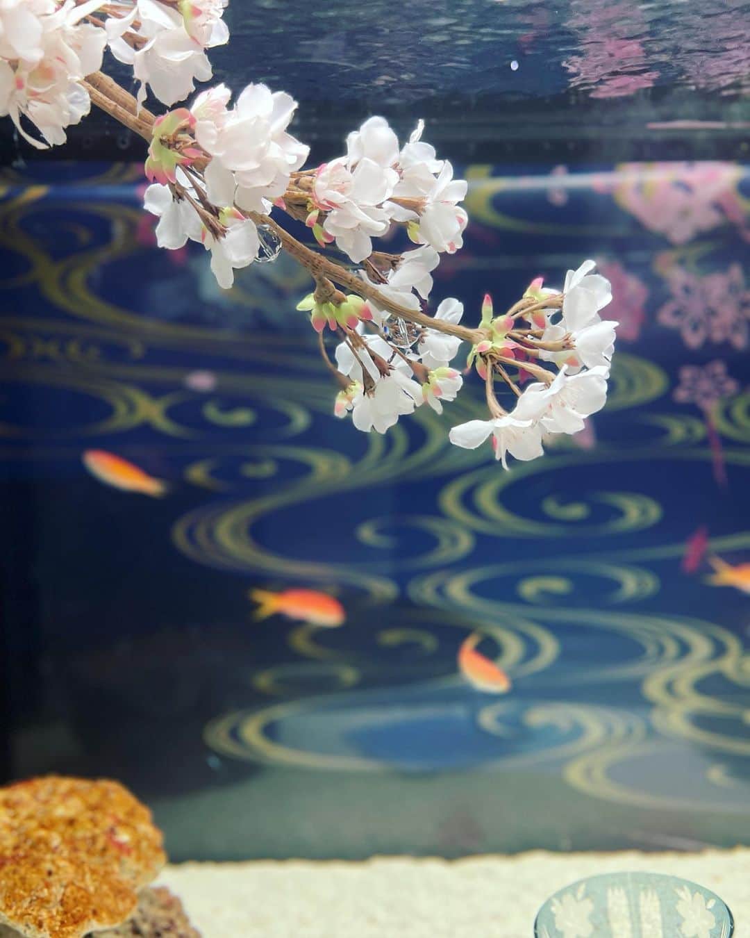 中矢邦子さんのインスタグラム写真 - (中矢邦子Instagram)「・ イカルショーを観て、感動...！！😢  あすまで、水族館は桜仕様だそう。 おでかけにいかがでしょうか✨  #アクアパーク品川 #イルカショー #お花見 #遊園地 のようだった」4月16日 20時18分 - kuniko_nakaya