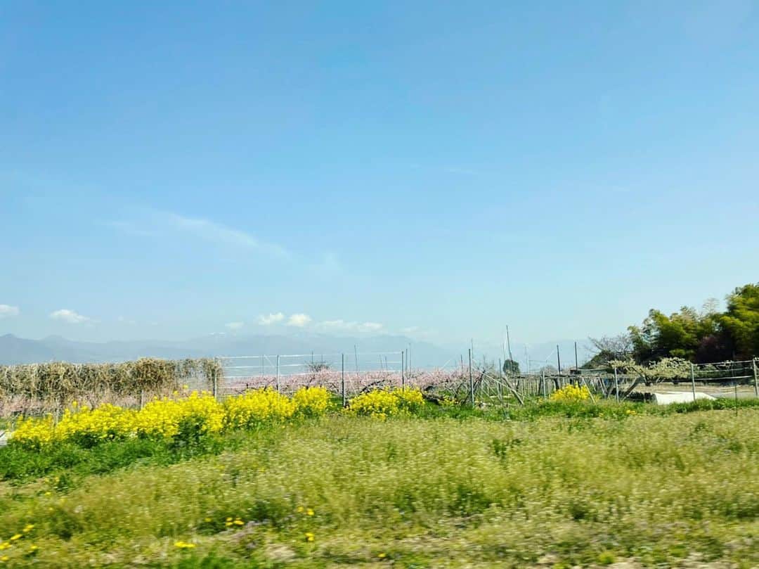土屋太鳳さんのインスタグラム写真 - (土屋太鳳Instagram)「#木10 『 #やんごとなき一族 』 ロケ風景シリーズ✨ 春らしい豊かな色🌸 . この写真の黄色は菜の花ですが、 黄金の麦畑も 本当に美しいだろうなと思います。」4月16日 20時36分 - taotsuchiya_official
