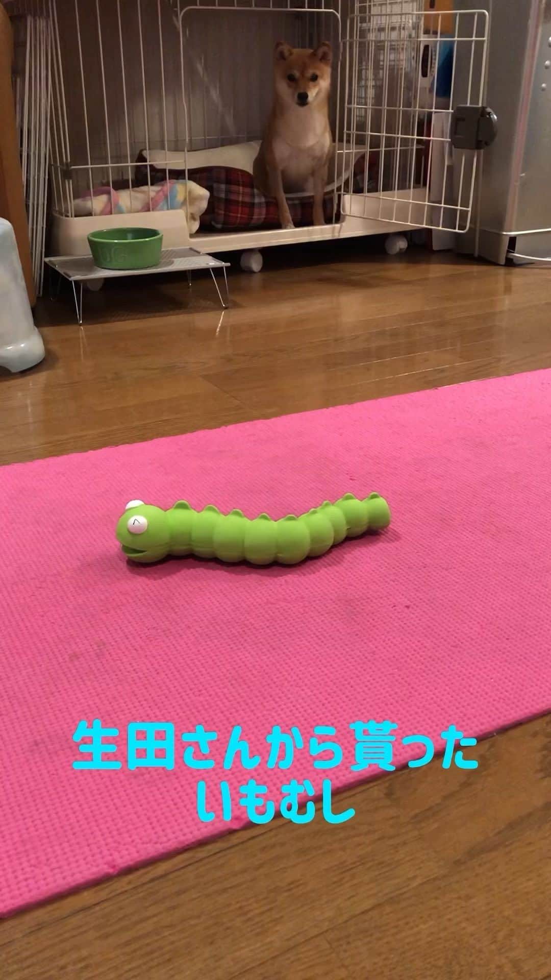 西山喜久恵のインスタグラム：「めざましどようび⏰のロケで、生田さんが「いもむし」のお土産を買ってきてくれました。 🐕犬用のおもちゃだという事で、ハルに与えると。 噛みごたえと音に大興奮のハルなのでした。 生田さん、ありがとう😊」