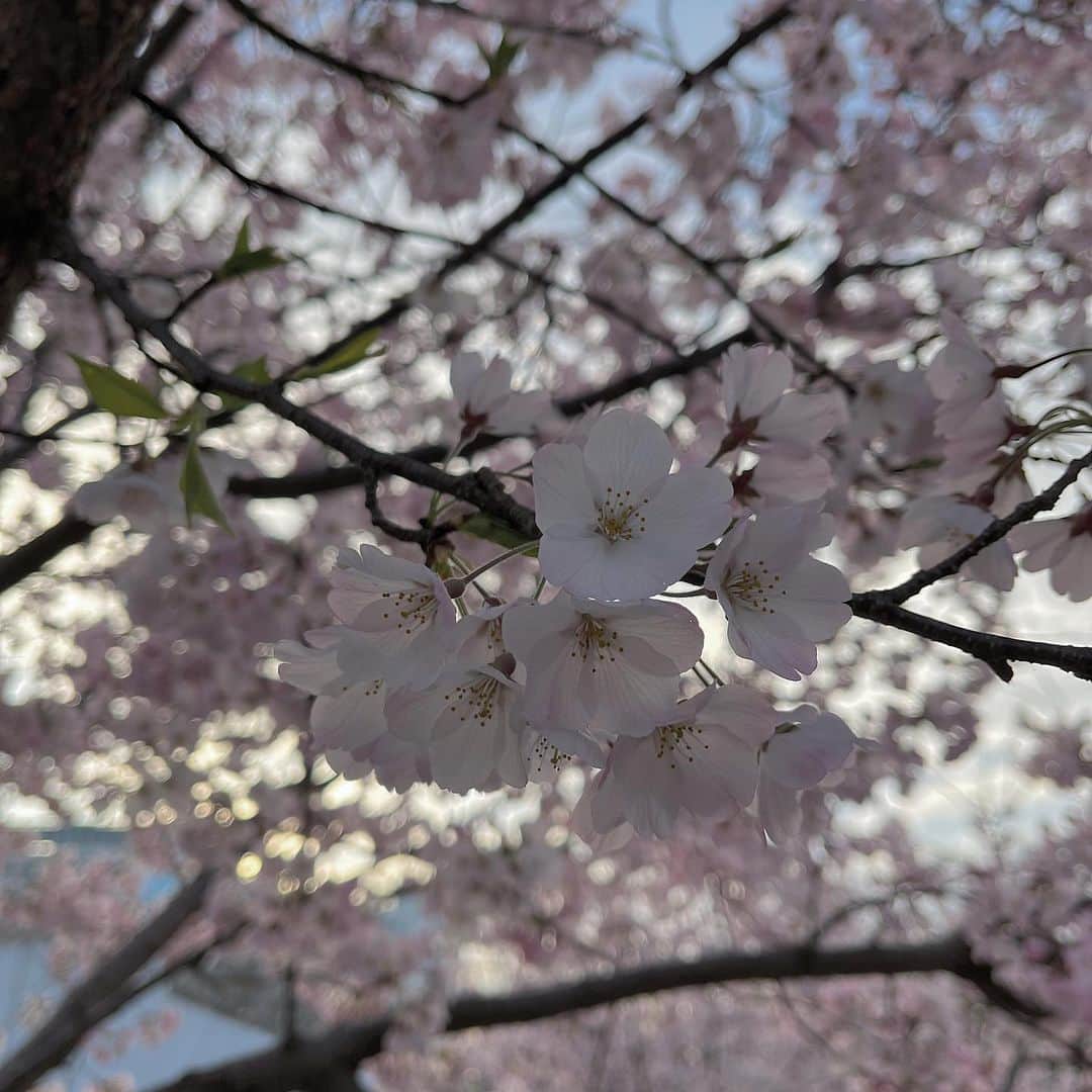 佐佐木一心のインスタグラム：「大学1年生 春 🌸 スーツ姿見慣れないね〜(笑)」