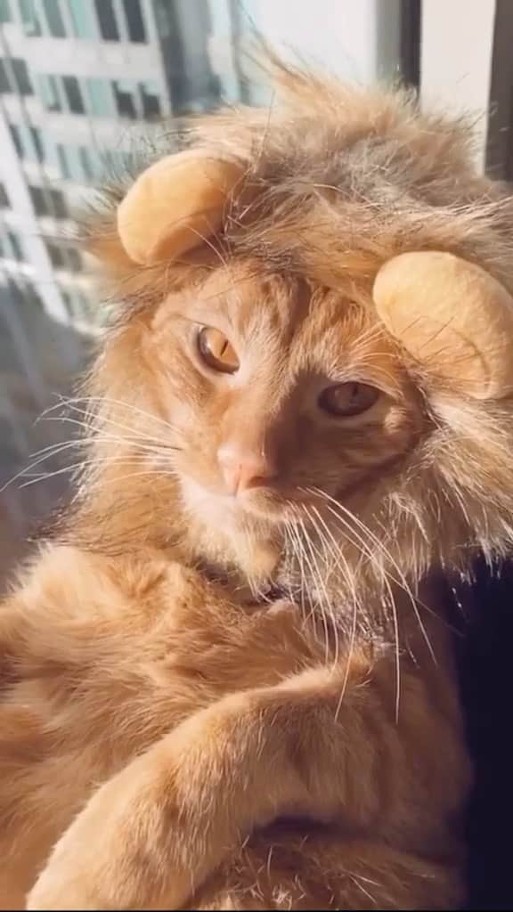 animalsのインスタグラム：「Happy Caturday! 😅🦁 Video by: @pablothecatch  Music by: The Tokens - The Lion Sleeps Tonight 🎶」