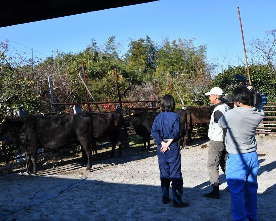 小川夏果さんのインスタグラム写真 - (小川夏果Instagram)「ドラマ×ドキュメンタリーを鹿児島県伊佐市の家畜農家さんで撮らせて頂きました。 I shot the documentary footage in a rural town called Isa City in Kagoshima Prefecture, located in the south of Japan.  Agriculture is thriving here, but there is a continuing labor shortage and the town suffers from an aging population. 雌牛と雄牛で飼育方法が違ったり、実際に糞の掃除や餌やりなどの体験をやらせて頂き、農家さんの実際のお話を色々交えながらドラマにしました。脚本は @takuro.c.i 私がずっとやりたかったことを叶えてくれた。タイトなスケジュールの中、2時間でストーリーを書き上げ、いつも伊地知の才能には驚かされる。感謝しかない。撮影に応じて下さった農家の方々にも心から感謝します。 ＊ #ドキュメンタリー  #documentary  #filmmaking  ちなみに鹿児島の黒牛は和牛王座を決定する大会で優勝した「全国和牛チャンピオン」なんです。さらに伊佐市で作られている伊佐米は県内一の生産面積と生産量を誇り、古くから「薩摩の米蔵」と言われているそうで鹿児島のお米もとっても美味しいんです。」4月17日 9時27分 - ogawanachu