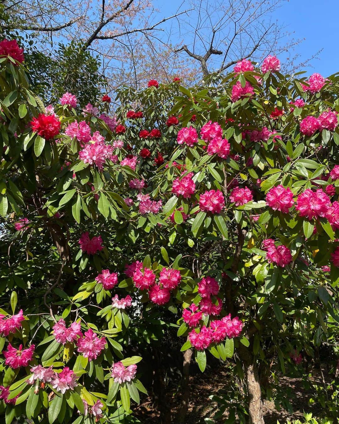 狩野舞子さんのインスタグラム写真 - (狩野舞子Instagram)「赤とピンクに水色のコントラスト❤️💗💙」4月17日 17時18分 - kanochan715
