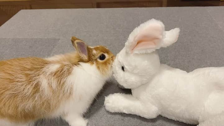 折井あゆみのインスタグラム：「ハッピーイースター🐰  我が家のうさぎの茶々さん、初めてのお友達できました♡ 初対面でこの歓迎っぷり🥺💕ﾖｶｯﾀﾈｰ  因みに茶々の背中には羽の模様があります 🥰分かるかな？ 心優しい天使ちゃんです〜👼  #ハッピーイースター #うさぎのいる暮らし #うさぎのいる生活 #うさすたぐらむ #うさぎ好き  #折井あゆみ」