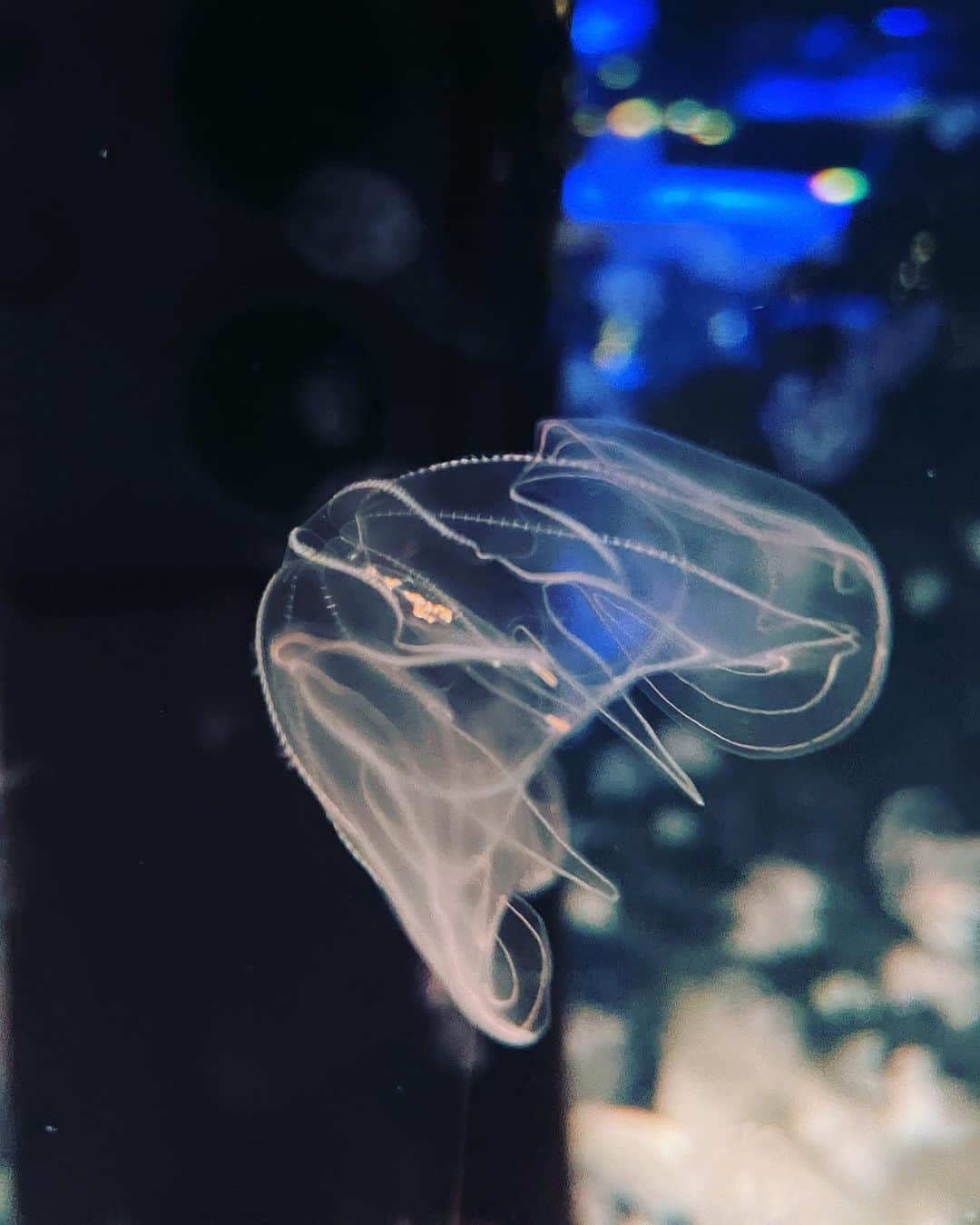 黒塚まやのインスタグラム：「久しぶりの海の世界✨ なんでこんなに癒されるのだろう🐬  #水族館 #イルカショーもすごかった」