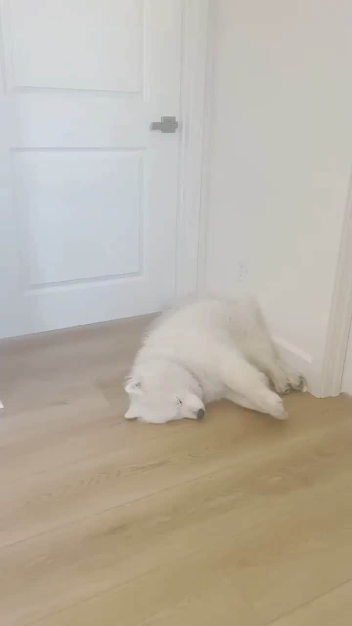 The Critter Havenのインスタグラム：「Dreaming of somethinh  Video by @nubethesamoyed  #TheCritterHaven」