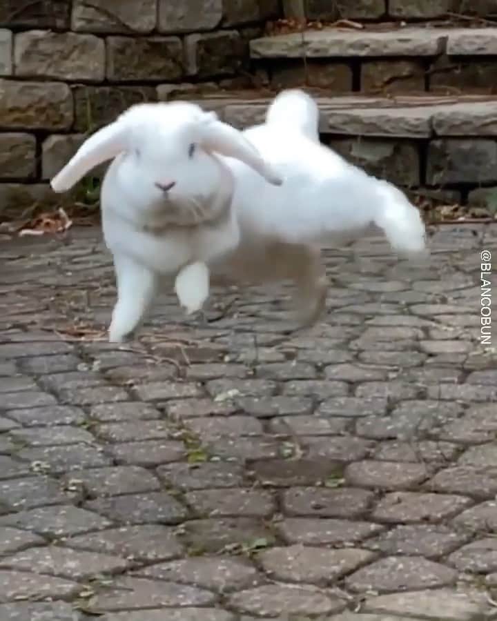 animalsのインスタグラム：「Happy Easter to all! 😅🐰 Video by: @blancobun WIGGLE WIGGLE WIGGLE 😭 Music by: Jason Derulob- Wiggle 🎶」