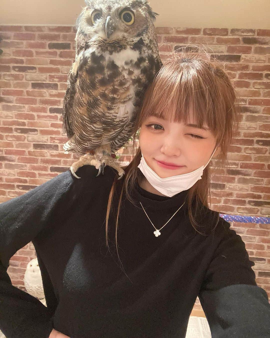 實近菜那（ななちゃら）のインスタグラム：「. . .  フクロウカフェ🦉♥️ もうめっっっちゃお世辞抜きで可愛すぎた近々またいぐ😭  #フクロウカフェ #フクロウ #フクロウ好きと繋がりたい #satorujpapn #model #動物カフェ #銀座 #銀座カフェ #もふもふフクロウカフェ」