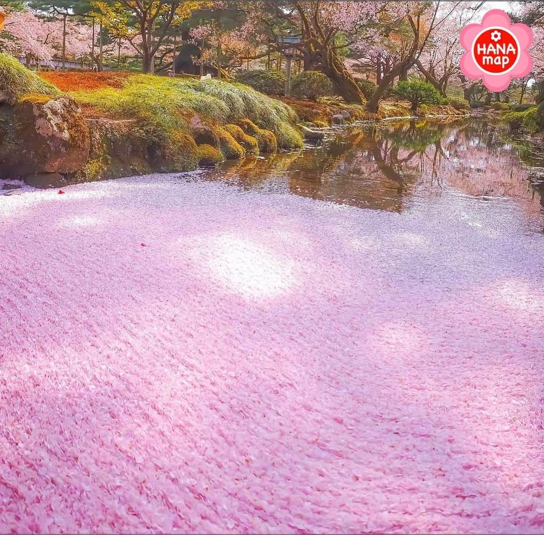 はなまっぷ❁日本の花風景のインスタグラム