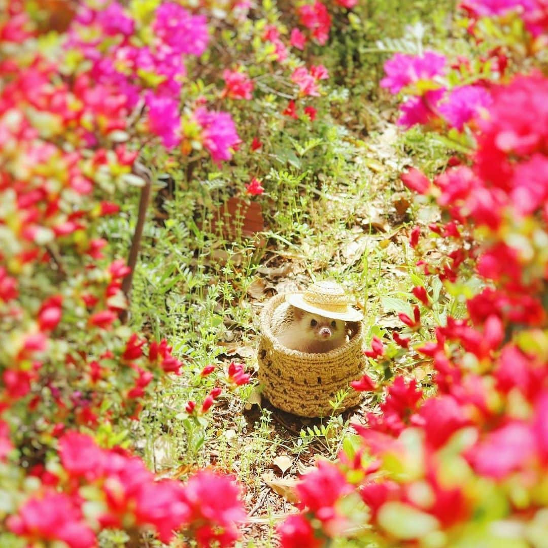 あずきさんのインスタグラム写真 - (あずきInstagram)「Uiro surrounded by azaleas🌺in Ukima park. 先日行った浮間公園では、ツツジも綺麗に咲いていました。今週はまた寒くなっちゃいそうでお出かけは出来ませんが、ゴールデンウィーク頃には外に遊びに行けるかな？ . そういえばインスタの動画投稿がリールになってしまうのって直らないのかなぁ…。画角がTikTokみたいでもの凄く嫌なんだけど😒 . 追記: って書いたら、PCから投稿すると普通にアップ出来るよって息子に教えてもらいました😅💦 . . #浮間公園 #つつじ #azalea #azaleas #park #麦わら帽子  #はりねずみ #ハリネズミ #hedgehog #pygmyhedgehog #lovelypet #cuteanimals #はりねずみのもなか #hedgie #Hérisson #igel#riccio #Erizo #고슴도치 #刺猬 #hedgehogazuki  #hedgehogsofinstagram #animaladdicts #cuddles #meowed #petscorner  #cutepetclub #cozy」4月18日 7時14分 - hedgehog_azuki