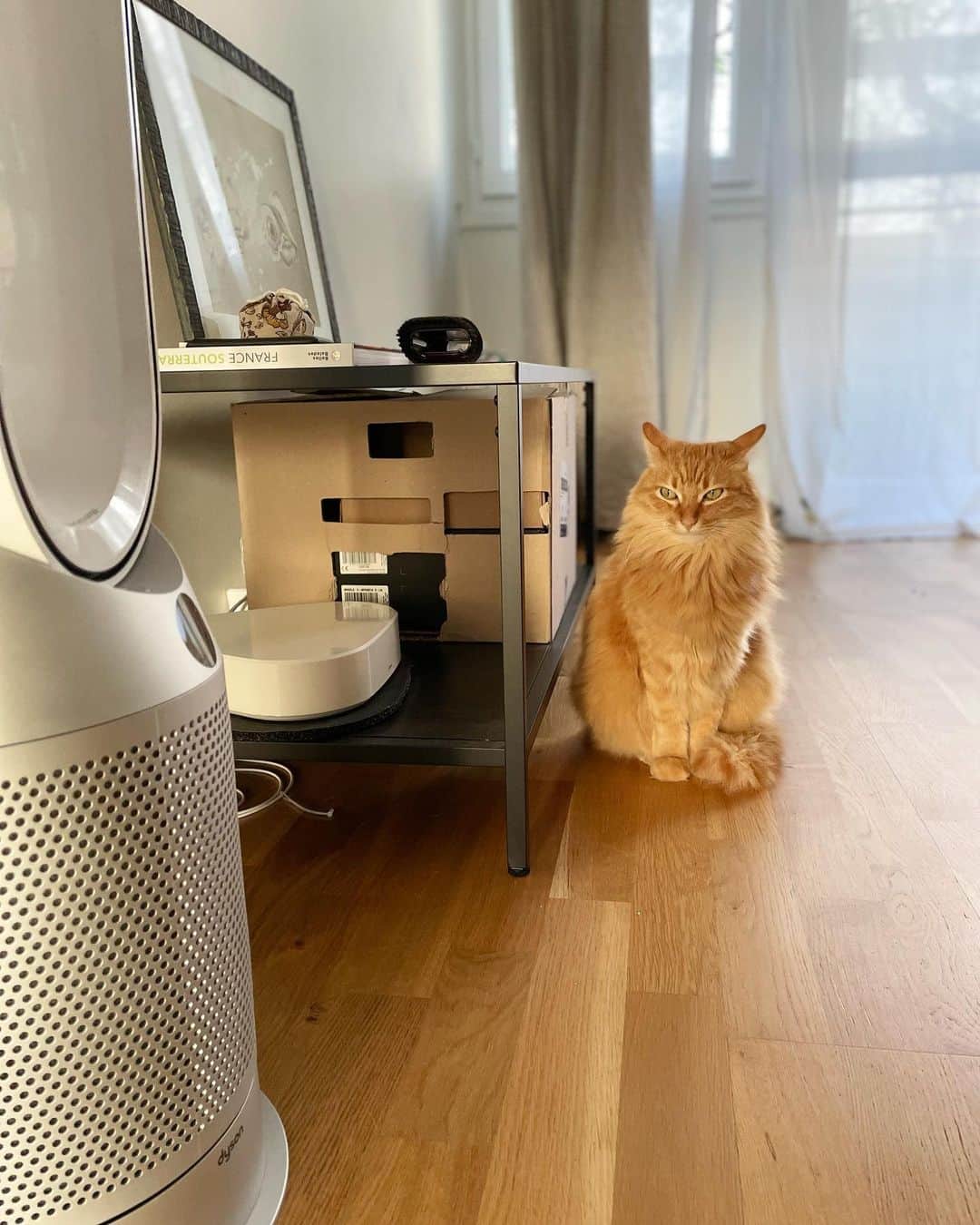 のインスタグラム：「あいつ、新入りのDyson。  最近気づいたんだけど、あいつはときどきあったかい風を出すんだ。それに、あいつの傍は空気が美味しい。兄ちゃんとも「あいつは結構いいやつ」って話したとこ。  あっ……キタ♨️😽♡  #ユピ坊　#猫パリ　#猫沢エミのインターナショナル五十路ライフシフト  #猫沢エミリーパリへ行く」