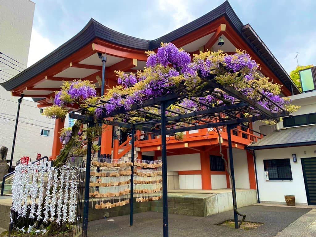 謝依旻のインスタグラム：「お散歩コースで綺麗な藤の花が咲いてました✨  いつか、河内藤園に行ってみたい！  #藤の花　#紫藤花  #河内藤園」