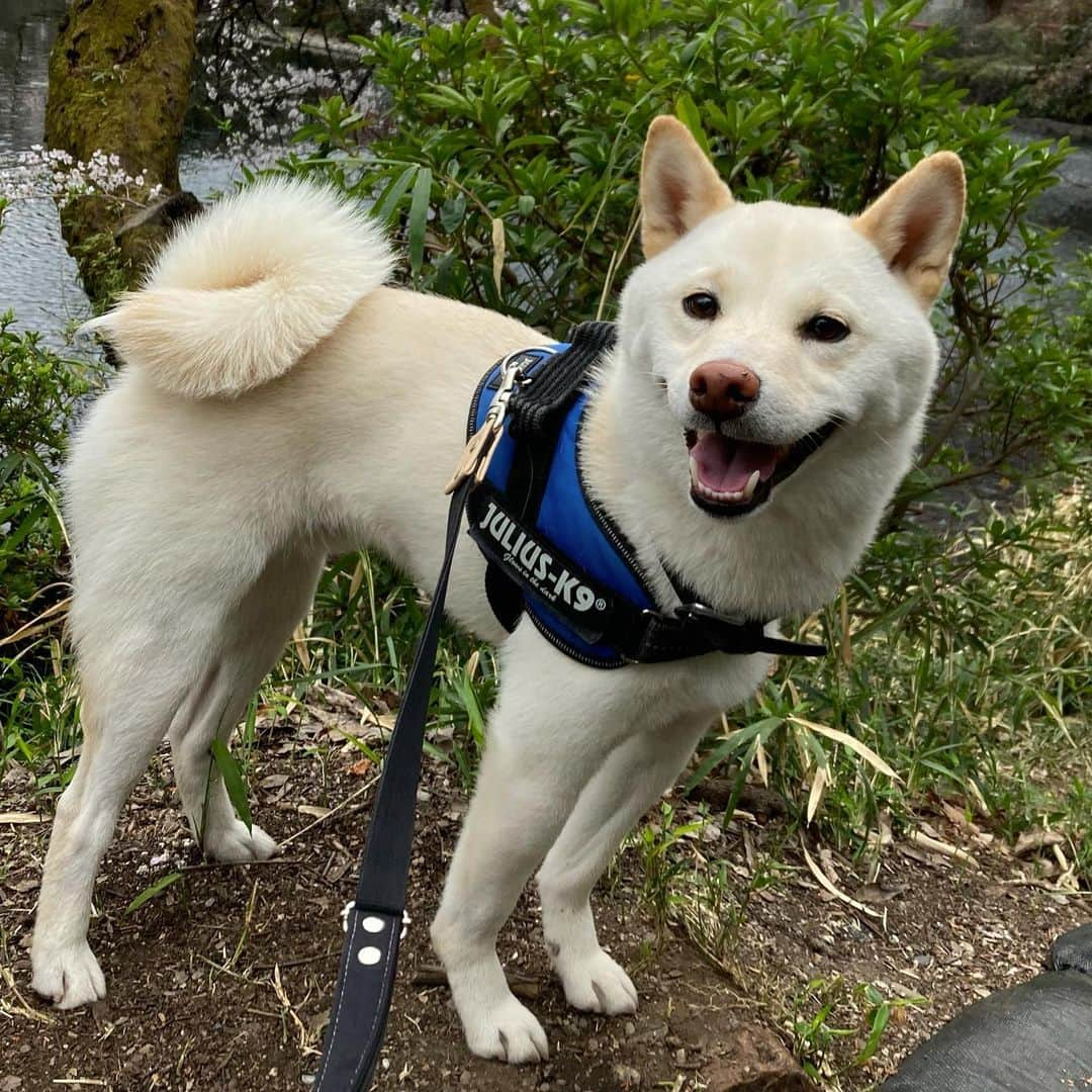 安島萌さんのインスタグラム写真 - (安島萌Instagram)「笑顔がすてきな犬🐕 口角上げのお手本🐕  #柴犬#豆柴#柴犬がいる暮らし #柴犬ライフ#白柴#白柴犬 #白豆柴#ボーダートップス #ボーダーコーデ #柴犬のいる暮らし」4月18日 11時26分 - ajima_moe