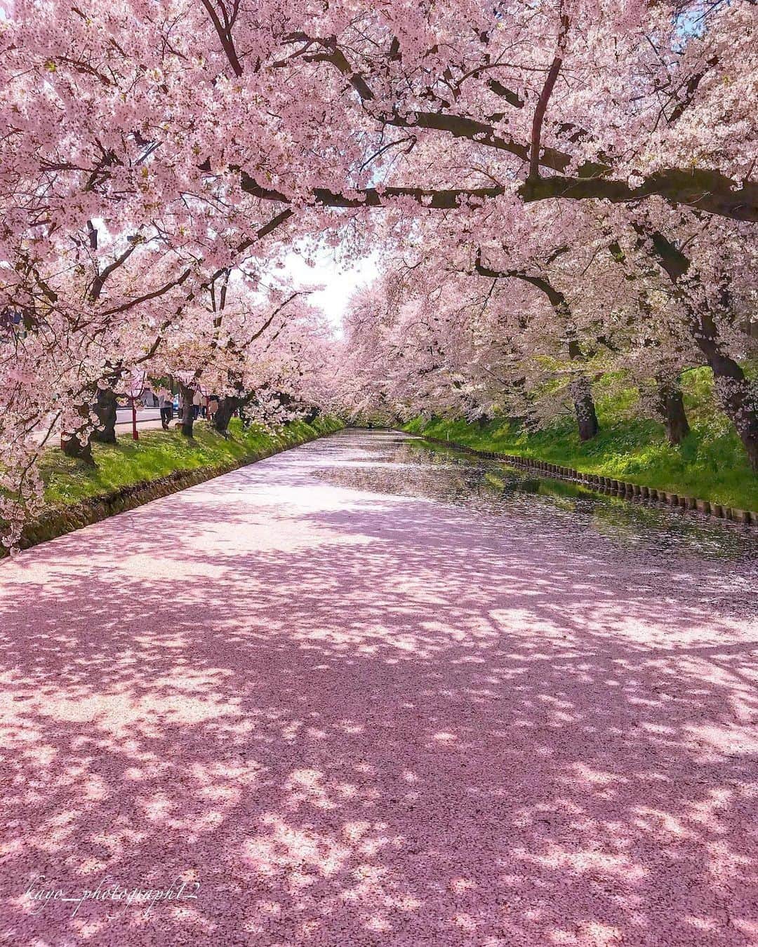 旅行メディア・じゃらん〈公式〉さんのインスタグラム写真 - (旅行メディア・じゃらん〈公式〉Instagram)「#弘前公園 樹齢100年を超すソメイヨシノが美しく咲きます。 弘前城の跡地にある弘前公園は、52種・約2600本が咲く桜名所。 ここの桜はりんごの栽培法を応用して管理するおかげで、樹勢がよく花数が多いそうです。 無数の花びらがお濠に浮かぶ「花筏」は見応え満点！ . . ━━━━━━━━━━━━━━━ 📍 青森県「弘前公園」 📷 @kayo_photograph12 📅 2018 ━━━━━━━━━━━━━━━ . . 素敵なお写真をありがとうございました┈✈︎ . . ☑ 新型コロナウイルス感染症拡大防止の観点から、各自治体により自粛要請等が行われている可能性があります。ご利用の際には、あらかじめ最新の情報をご確認ください。また、感染拡大の防止に充分ご配慮いただくようお願いいたします。 ☑ #jalan_travel をつけて、ぜひ今までの旅行先の思い出写真を投稿してください。このアカウントでご紹介させていただきます。(じゃらんニュースでも紹介される可能性があります） . . . . . . #いつか行きたい #じゃらん #観光 #観光地 #観光スポット #旅行 #旅行好きな人と繋がりたい #旅行好き #japantravelphoto #japantrip #japantravel #国内旅行 #絶景 #絶景スポット #誰かに見せたい景色 #誰かに見せたい風景 #青森 #青森観光 #青森旅行 #sakura #桜」4月18日 12時00分 - jalan_net
