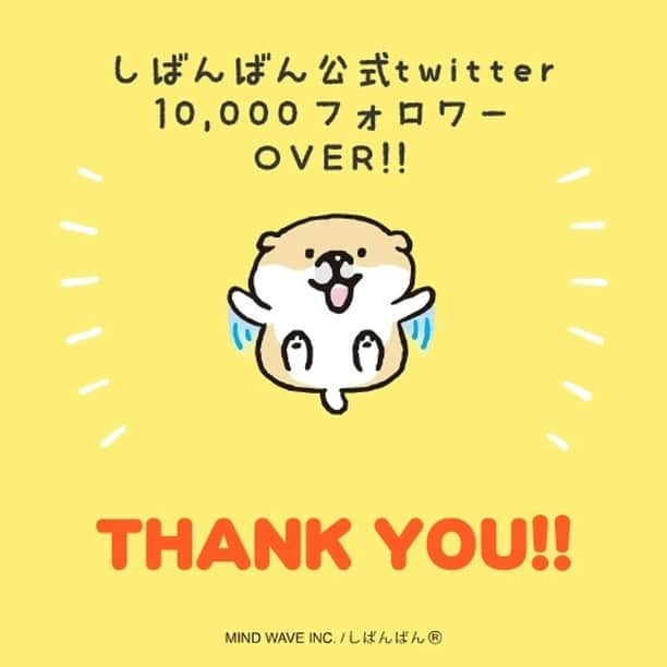 オオゴシヤステルのインスタグラム：「㊗️ しばんばん公式twitter  10,000フォロワーオーバー❗️ ご主人が1万人ーーーーー❣️ 〈ฅ `ᴥ´ ฅ〉  ありがとでしゅ、さんきゅーでしゅ🎶 (ฅ・ᴥ・ฅ)  #しばんばん #shibanban #マインドウェイブ #mindwave #オオゴシヤステル #柴犬 #shibainu #しばいぬ #twitter」