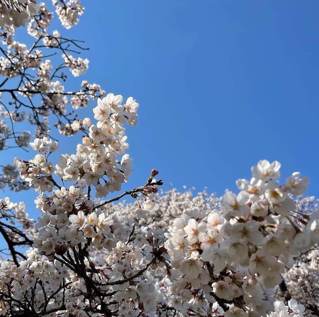 戸羽望実さんのインスタグラム写真 - (戸羽望実Instagram)「もう桜の咲く季節だね🌸私ももう高校2年生になりました。」4月18日 20時28分 - nozomi_toba0422_official