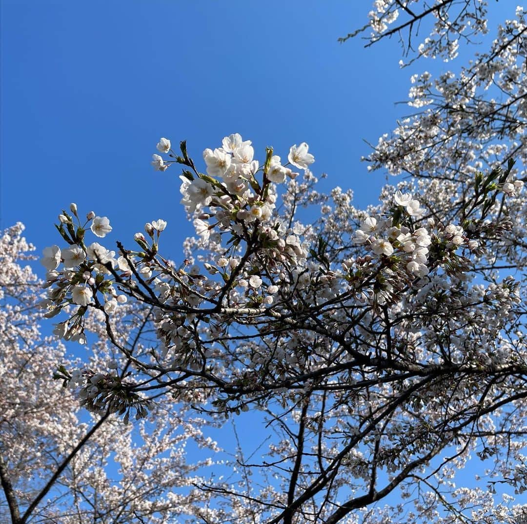 戸羽望実さんのインスタグラム写真 - (戸羽望実Instagram)「もう桜の咲く季節だね🌸私ももう高校2年生になりました。」4月18日 20時28分 - nozomi_toba0422_official