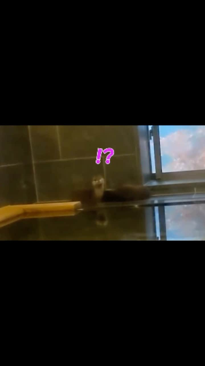 ちぃたん☆のインスタグラム：「寝起きのカワウソ達を激写！　 A close-up of the otters waking up!」