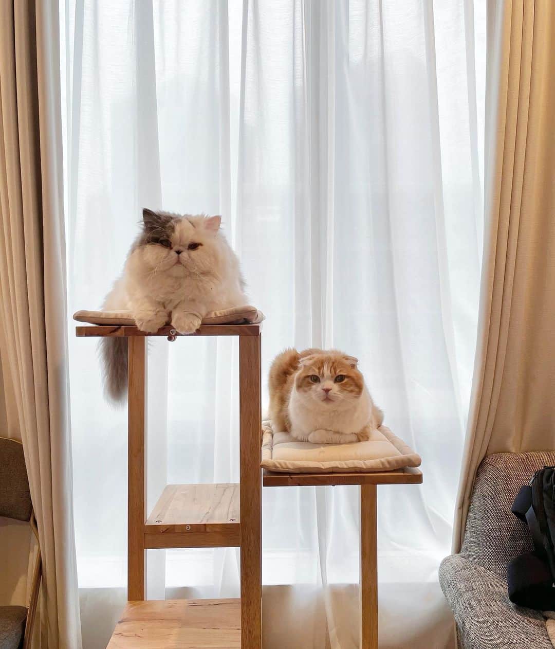 chiitarou_97のインスタグラム：「. 新しいキャットタワー ふたりが平等にくつろげるものにしました。 . あと、なゆちゃんが気に入っていた 透明ボウルを探していて、簡単に設置出来る #catkick というものを見つけました。 . どちらも早速使ってくれて 嬉しい❤︎☺️」