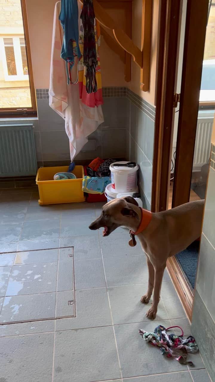 のインスタグラム：「The cacophonous joy of Easter 🐣 🥁 🤣」